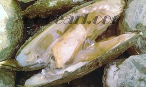 wholesale pearl jewelry wholesale pearl jewelry